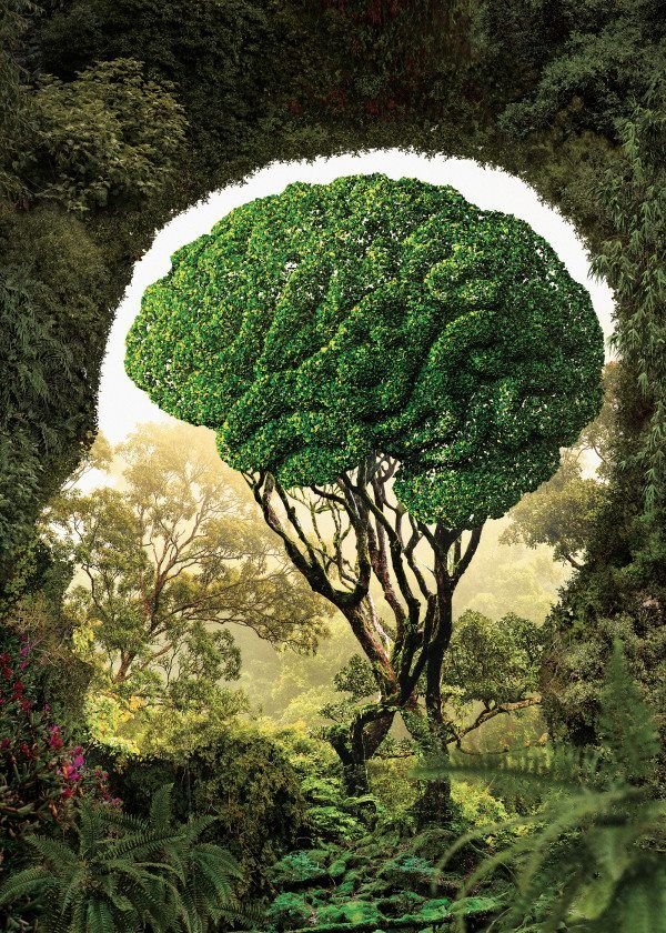 Ekoterapi Nedir? Doğada Vakit Geçirmenin Bilimsel Faydaları